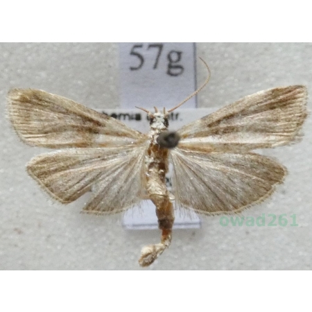 Acrobasis advenella (Zincken, 1818) Czech57g